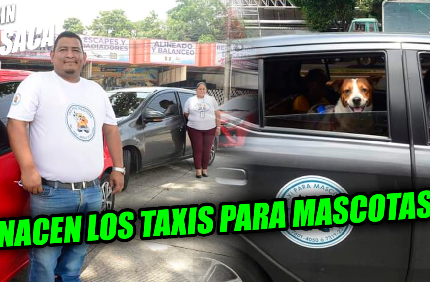 Salvadoreños emprenden nuevo servicio de taxis para mascotas