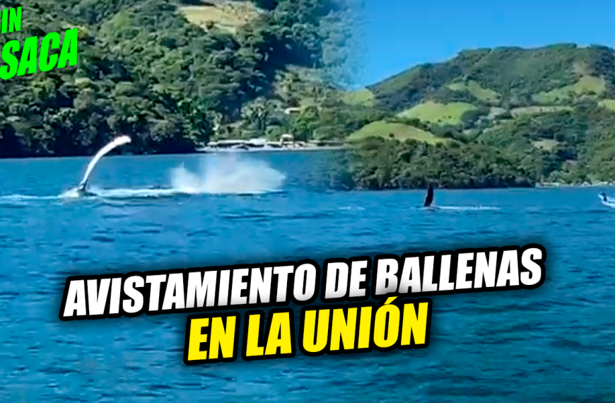 Captan a un grupo de ballenas que llegaron a La Unión