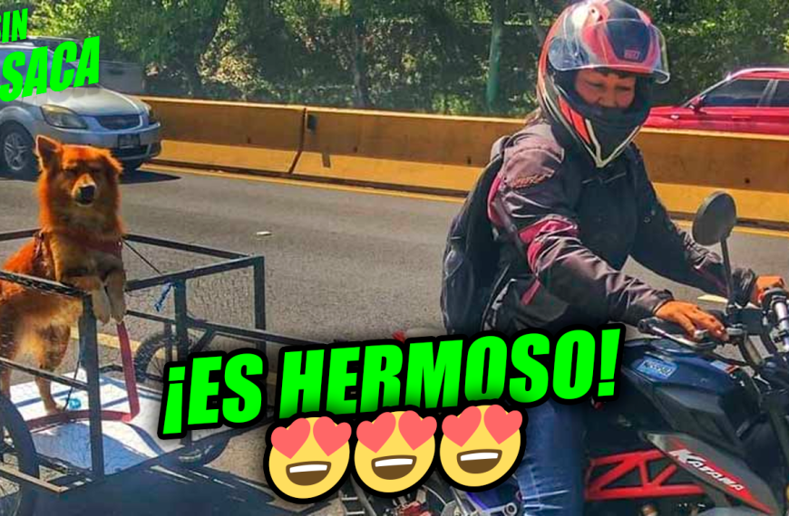 Mujer en motocicleta se las ingenia y crea un pequeño remolque para transportar…