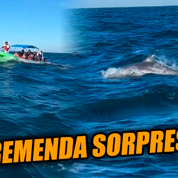 Salvadoreños salieron a buscar ballenas pero se dieron tremendo susto al encontrarse con…