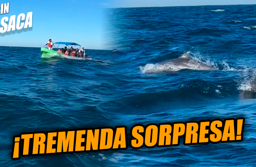 Salvadoreños salieron a buscar ballenas pero se dieron tremendo susto al encontrarse con una manada de delfines