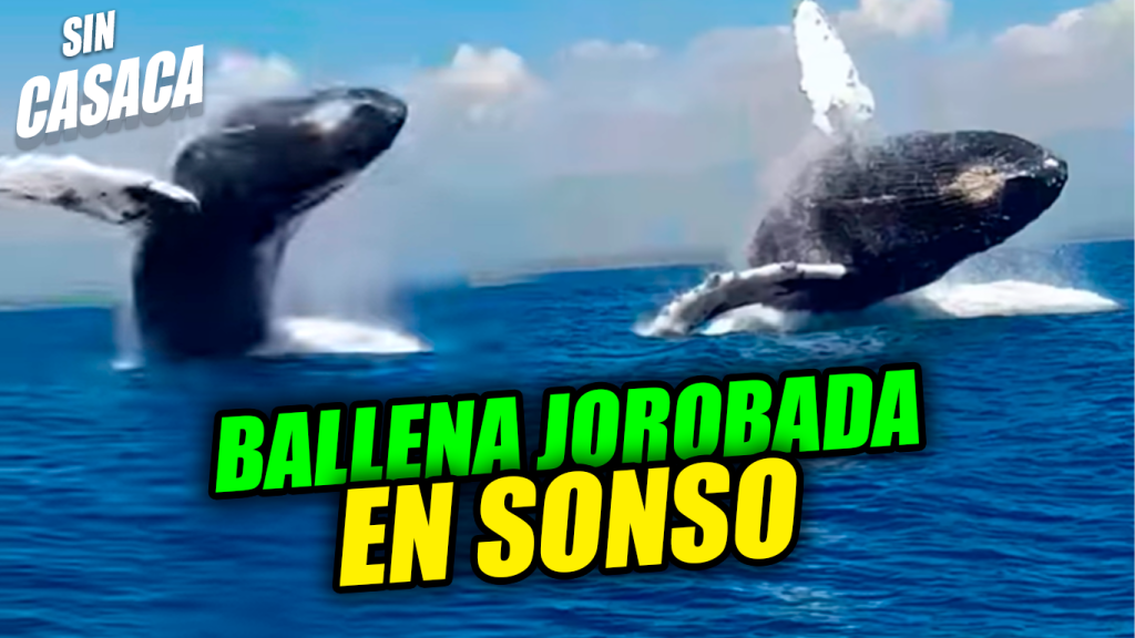 Turistas graban el momento en el que se encuentran una ballena jorobada…