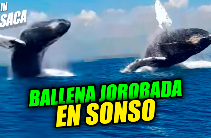 Turistas graban el momento en el que se encuentran una ballena jorobada en Los Cóbanos