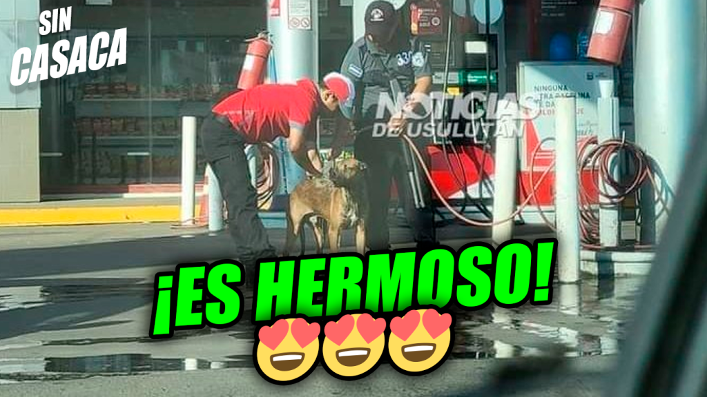 Empleados de la Texaco bañan a un perrito en la gasolinera y…