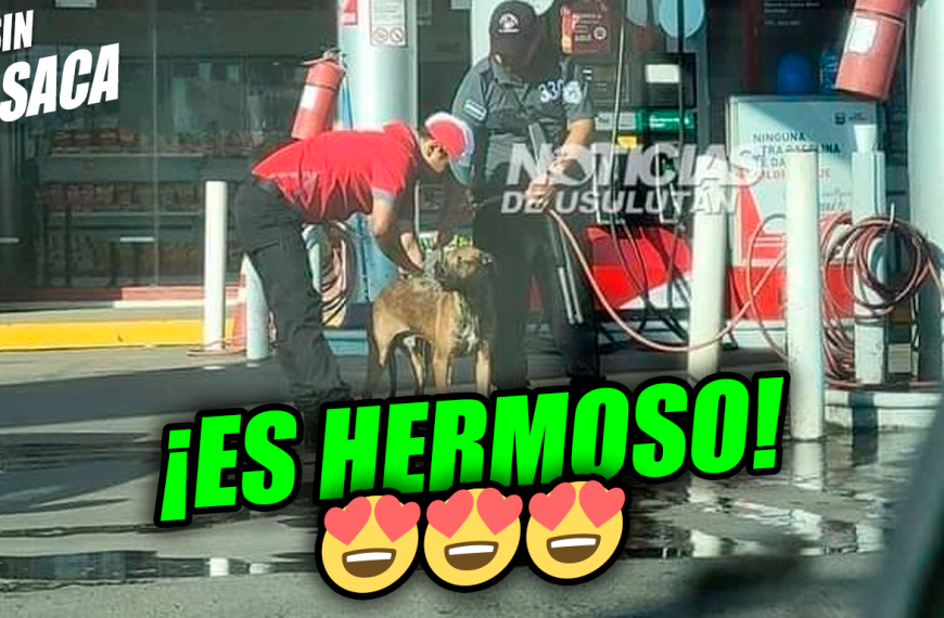 Empleados de la Texaco bañan a un perrito en la gasolinera y se vuelven viral