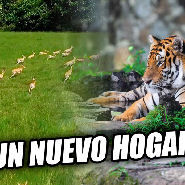 Animales que estaban en el Zoológico Nacional ya tienen un nuevo hogar 