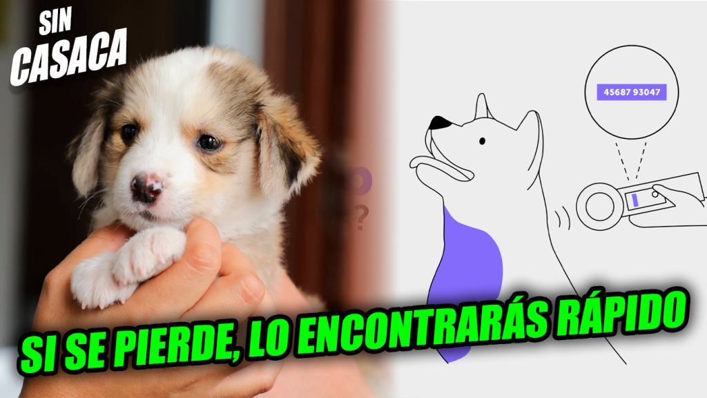 Implementarán microchips en mascotas en el caso de un extravío