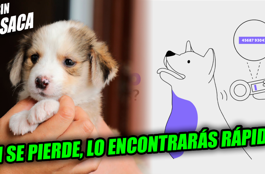 Implementarán microchips en mascotas en el caso de un extravío