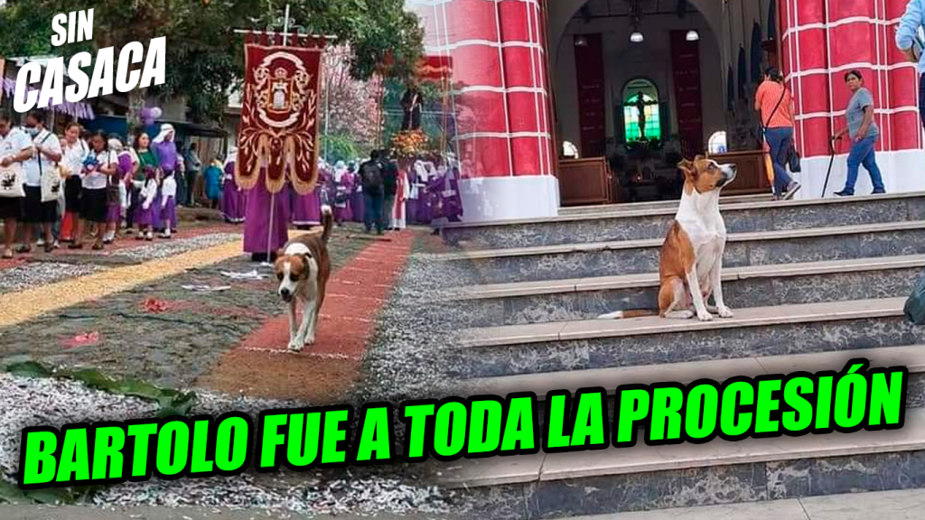 Perrito se vuelve viral por ser fans de las alfombras y acompañar…