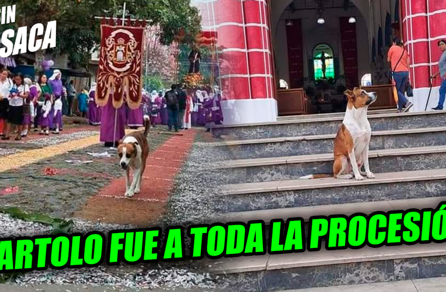 Perrito se vuelve viral por ser fans de las alfombras y acompañar toda la procesión en Juayúa