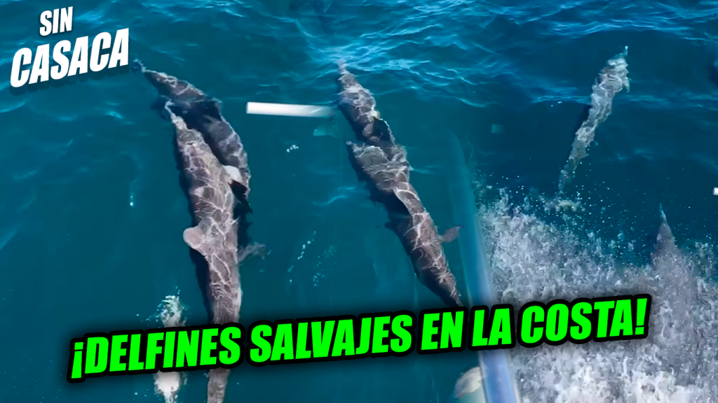 Salvadoreños captan en la Costa del Sol a un grupo de delfines…