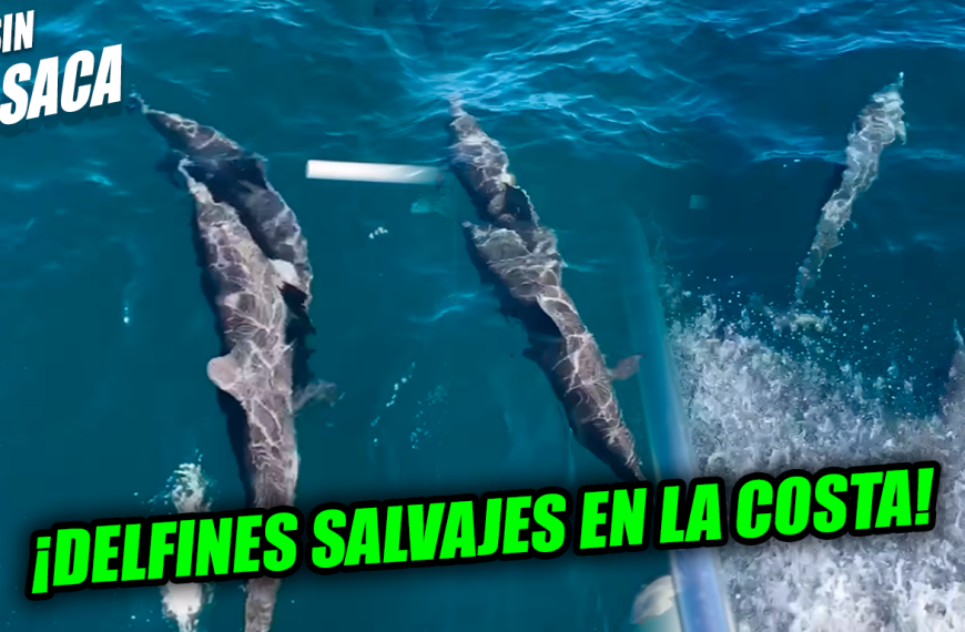 Salvadoreños captan en la Costa del Sol a un grupo de delfines salvajes