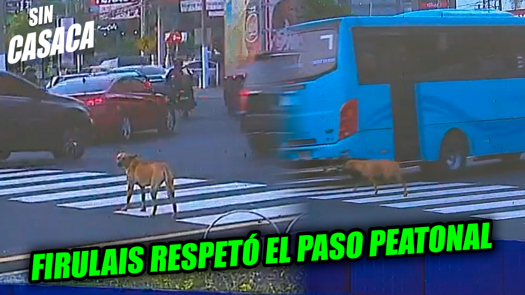 Perrito deja una gran lección cruzándose la calle respetando la señal vial