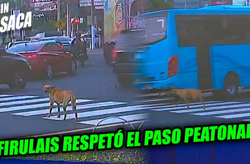 Perrito deja una gran lección cruzándose la calle respetando la señal vial