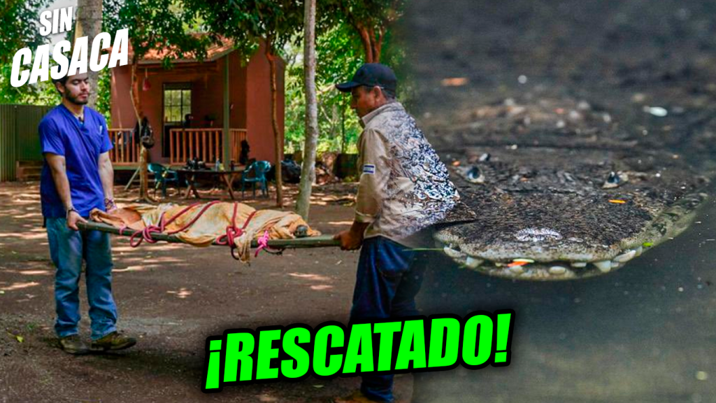 Rescatan a un caimán que estaba abandonado y al borde de la…