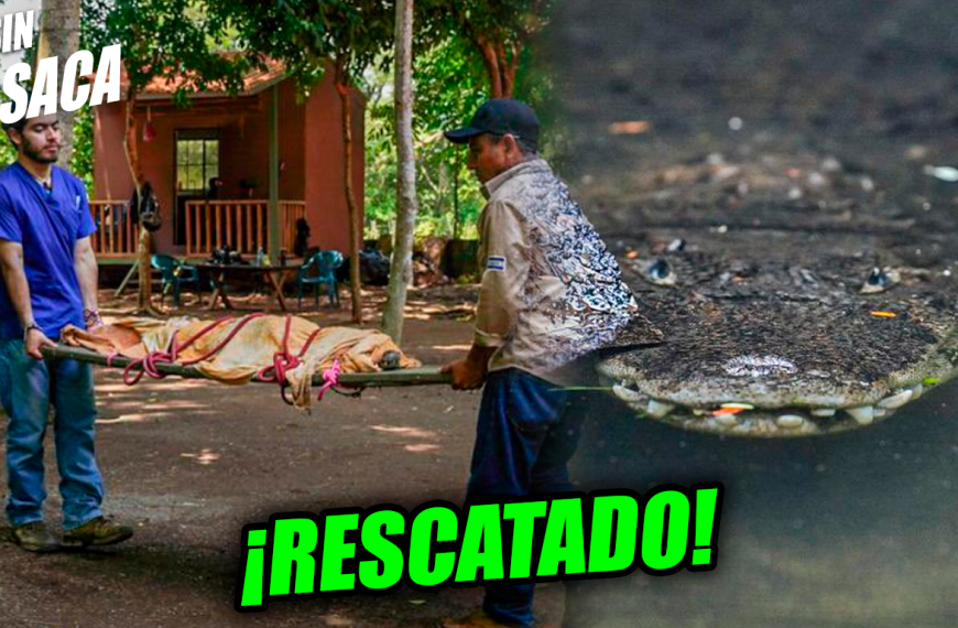 Rescatan a un caimán que estaba abandonado y al borde de la desnutrición