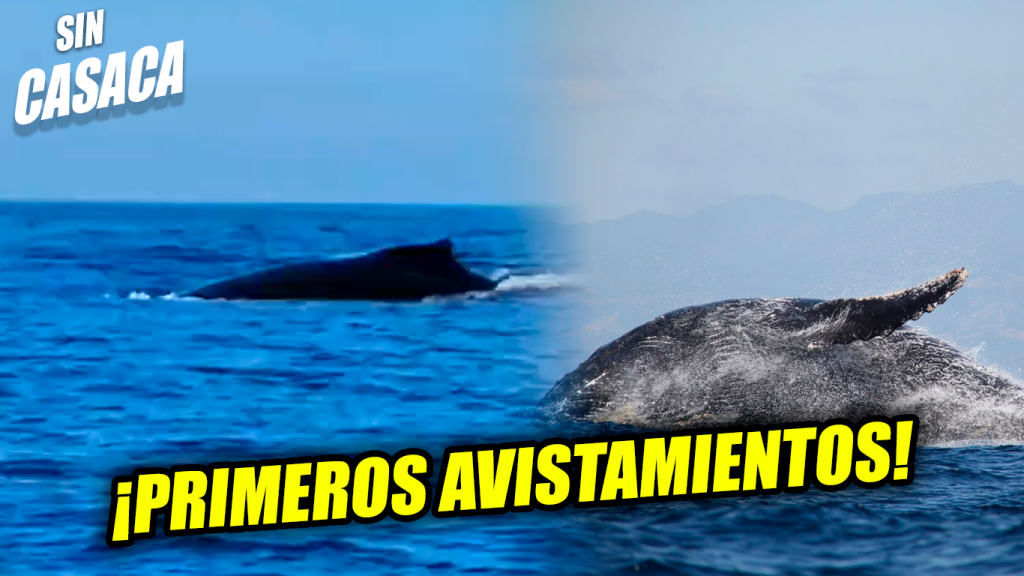 Graban los primeros avistamientos de ballenas en las costas de El Salvador