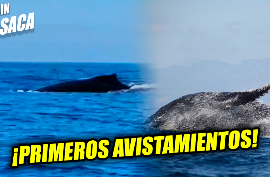 Graban los primeros avistamientos de ballenas en las costas de El Salvador